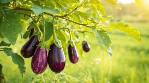 बरसात में इस ट्रिक से करें बैगन की खेती...